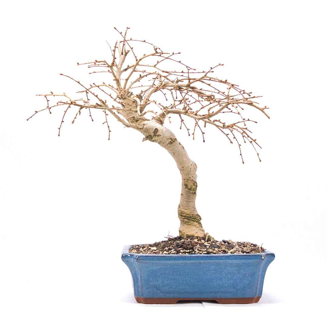 Goldlärche 'Pseudolarix amabilis'